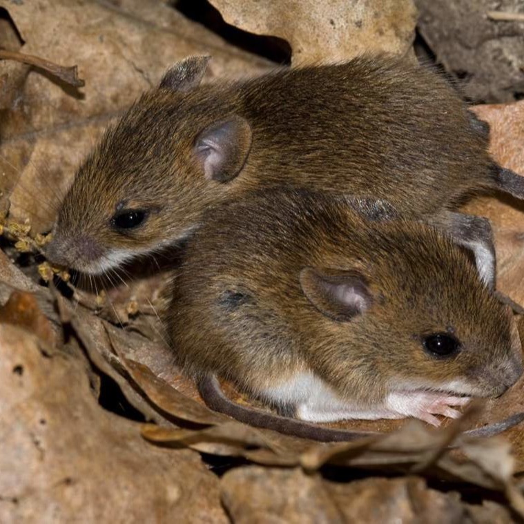 Уничтожения мышей в частном доме в Пушкино?