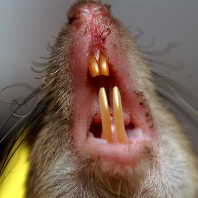 Дератизация крыс в Пушкино?